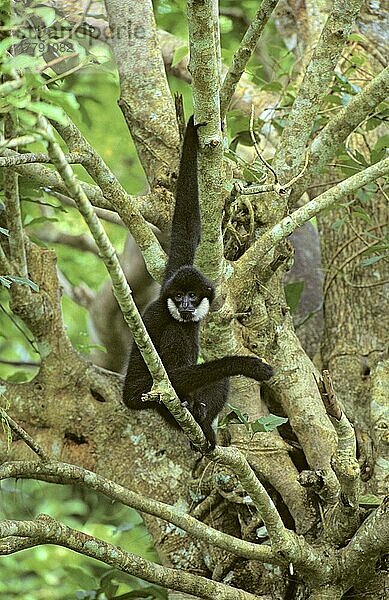 Südlicher Weisswangen-Gibbon (Nomascus siki)  erwachsener Mann  auf Baum sitzend  Primaten-Rettungszentrum  Vietnam  Asien
