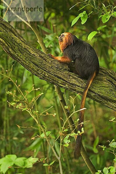 Goldköpfiger Löwentamarin (Leontideus chrysomelas)  erwachsen  auf einem Ast sitzend  in Gefangenschaft