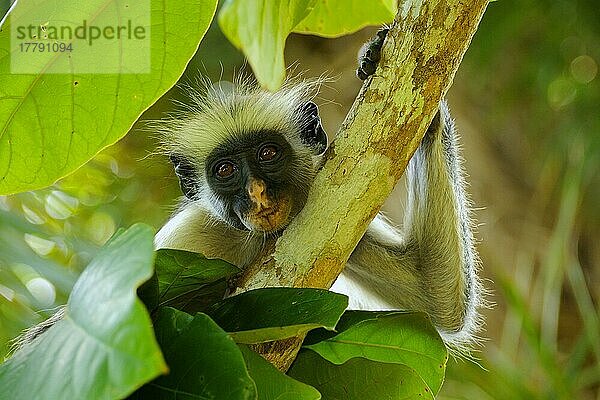 Sansibar Roter Colobus (Procolobus kirkii) erwachsen  Nahaufnahme von Kopf und Arm  auf einem Ast im Baum ruhend  Jozani Forest  Sansibar  Tansania  Afrika