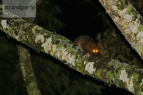 Potto (Perodicticus potto) erwachsen  klettert nachts auf einen Ast (eines der wenigen existierenden Fotos in freier Wildbahn)  Kahuzi-Biega N. P. Region Kivu  Demokratische Republik Kongo  November