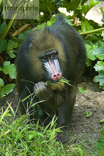 Mandrill (Mandrillus sphinx) erwachsener männlicher Säugling