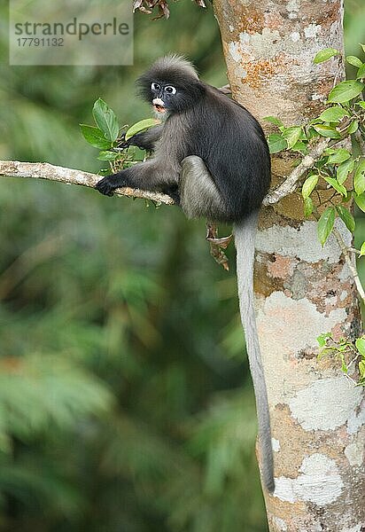 Dusky Leaf Monkey (Trachypithecus obscurus) adult  ernährt sich von Baumblättern  Kaeng Krachan N. P. Thailand  Januar