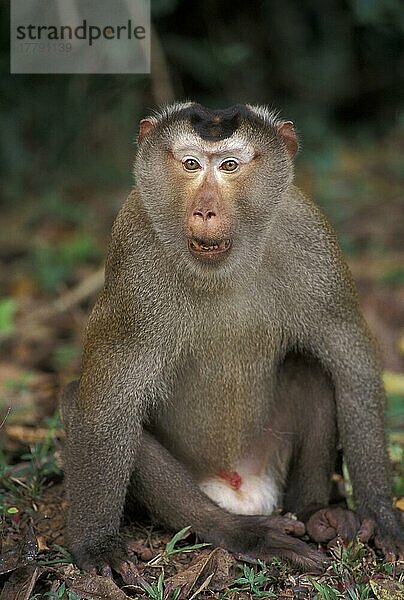 Schweinsschwanzmakak (Macaca nemestrina) Erwachsener Mann  sitzend  Nahaufnahme  Khao Yai NP. Thailand