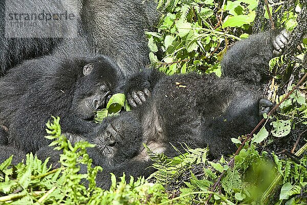 Berggorilla (Gorilla beringei beringei) jung  in der Vegetation schlafend  Vulkane N. P. Virunga-Berge  Ruanda  Afrika