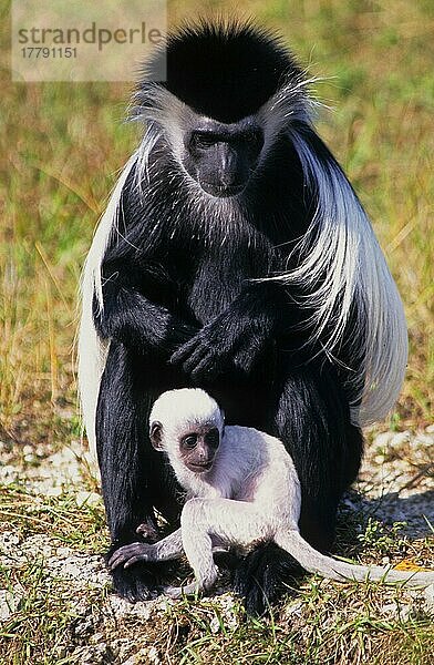 Angolanischer Colobus (Colobus angolensis)  erwachsenes Weibchen mit Baby  am Boden sitzend (in Gefangenschaft)