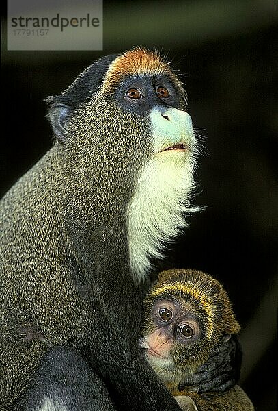 Brazzameerkatze  Brazzameerkatzen (Cercopithecus neglectus)  Meerkatze  Meerkatzen  Affen  Säugetiere  Tiere  Debrazza Monkey Female with baby