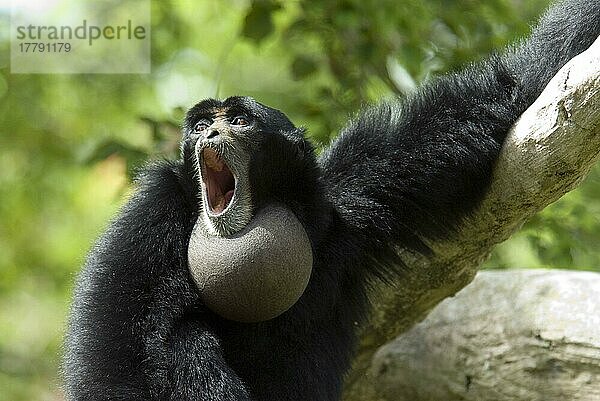 Siamang (Hylobates syndactylus) Erwachsener ruft  aufgeblasener Rachensack