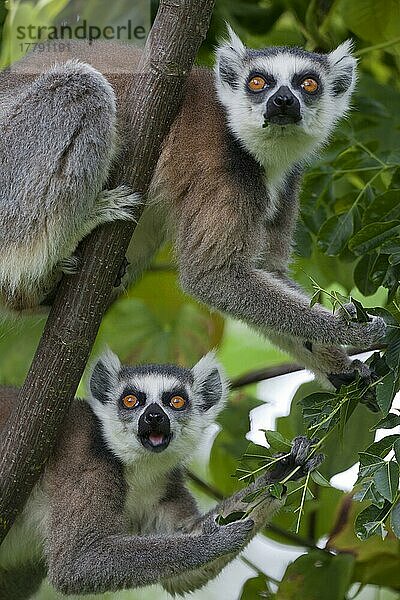Ringelschwanz-Lemur (Lemur catta) zwei Erwachsene  die sich von Blättern eines Baumes ernähren  Anja-Reservat  Madagaskar  Afrika