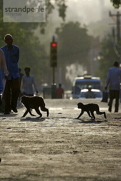 Rhesusmakak (Macaca mulatta) Erwachsener und Jugendlicher  Querstraße  Jaipur City  Rajasthan  Indien  Asien