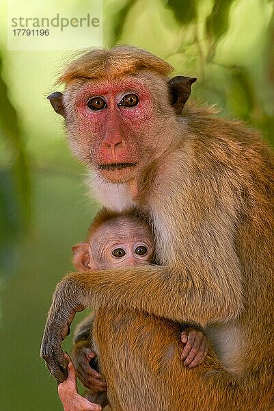 Toque Macaque (Macaca sinica)  erwachsene Frau mit Baby  im trockenen Monsunwald  Yala West N. P. Sri Lanka