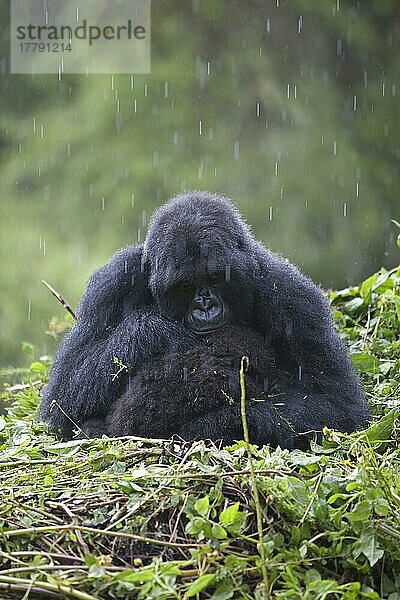 Berggorilla (Gorilla beringei beringei) erwachsenes Weibchen mit Jungtieren  bei Regen auf Nest sitzend  Vulkane N. P. Virunga-Berge  Ruanda  Afrika