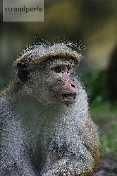 Ceylon-Hutaffe  Ceylon-Hutaffen  Affen  Makaken  Primaten  Säugetiere  Tiere  mountain race of the Toque Monkey