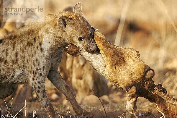 Tüpfelhyäne  Tüpfelhyänen (Crocuta crocuta)  Hyäne  Hyänen  Hundeartige  Raubtiere  Säugetiere  Tiere  Spotted Hyena adult  feeding on giraffe carcass  Kruger N. P. South Africa