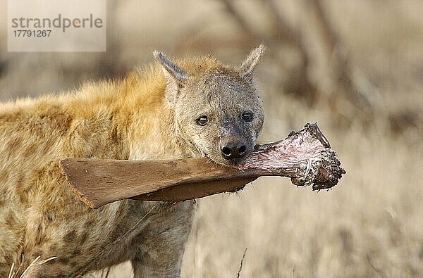 Tüpfelhyäne  Tüpfelhyänen (Crocuta crocuta)  Hyäne  Hyänen  Hundeartige  Raubtiere  Säugetiere  Tiere  Spotted Hyena adult  feeding on giraffe bone  Kruger N. P. South Africa