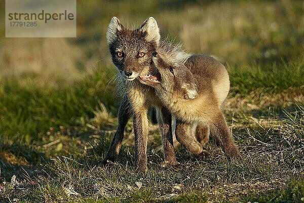 Polarfuchs (Alopex lagopus) erwachsenes Weibchen  Sommerfell  spielt mit Jungtier  Nunavut  Kanada  Juli  Nordamerika