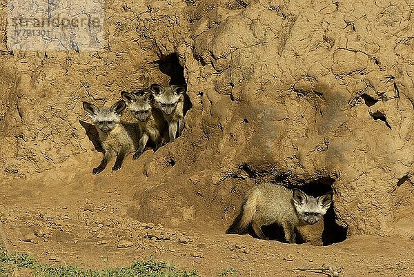 Löffelhund  Löffelhunde (Otocyon megalotis)  Hundeartige  Raubtiere  Säugetiere  Tiere  Bat-eared Fox cubs  at den entrance in termite mound  Masai Mara  Kenya