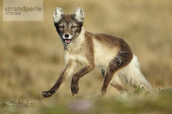 Polarfuchs (Alopex lagopus) erwachsenes Weibchen  Sommerfell  laufend  Nunavut  Kanada  Juli  Nordamerika