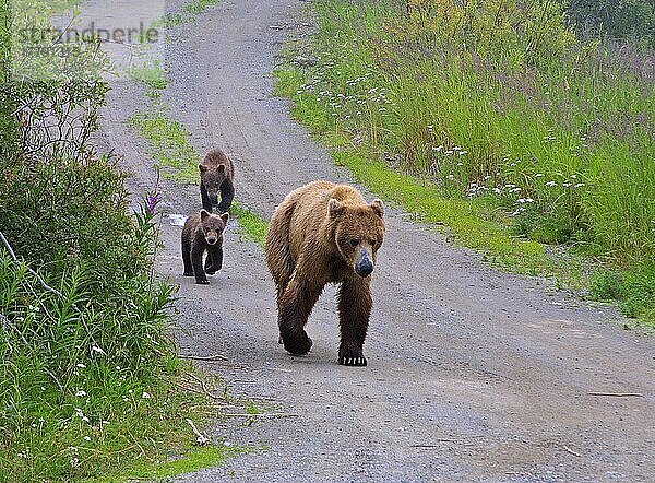 Grizzlybär  Grizzlybären  Braunbär  Braunbären (Ursus arctos)  Bären  Raubtiere  Säugetiere  Tiere  Grizzly Bear Mother leads two cubs
