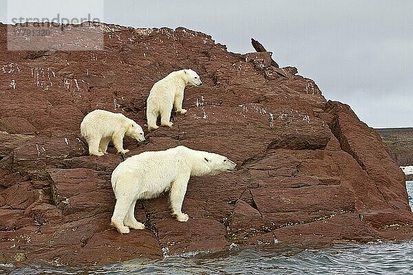 Thalassarctos maritimus  Eisbär  Polarbär  Eisbären  Polarbären (Ursus maritimus) Bären  Raubtiere  Säugetiere  Tiere  Polar Bear adult female with two cubs  standing on rocks at