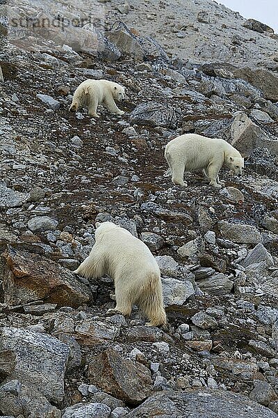 Thalassarctos maritimus  Eisbär  Polarbär  Eisbären  Polarbären (Ursus maritimus) Bären  Raubtiere  Säugetiere  Tiere  Polar Bear adults and young  standing on rocky slope  Spitsb