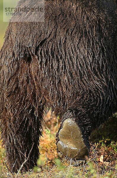 Europäischer Braunbär  Europäische Braunbären (Ursus arctos arctos)  Europäischer Braunbären  Bären  Braunbären  Raubtiere  Säugetiere  Tiere  European Brown Bear adult  close-up of rump and hind legs  walking  Finland