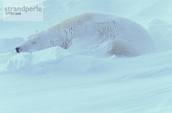 Eisbär (Thalarctos maritimus) Erwachsener liegend  schlafend  mit Schnee bedeckt (S)