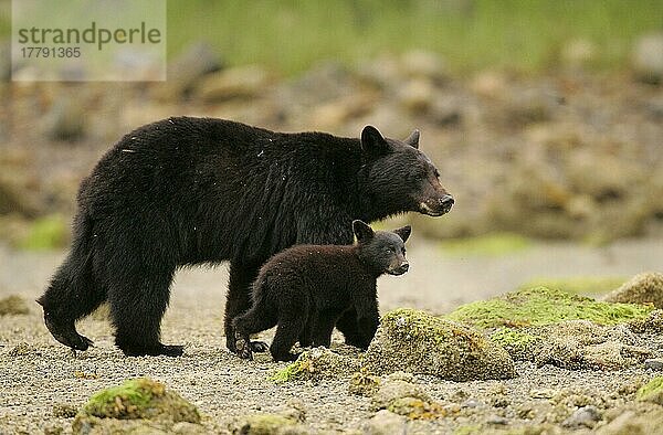 Schwarzbär  Schwarzbären (Ursus americanus)  Bären  Raubtiere  Säugetiere  Tiere  American Black Bear mother and cub  walking  Canada