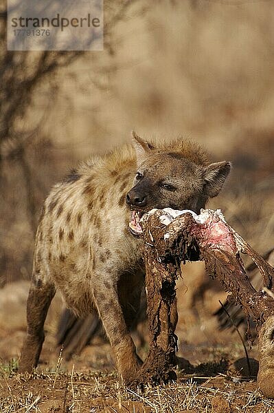 Tüpfelhyäne  Tüpfelhyänen (Crocuta crocuta)  Hyäne  Hyänen  Hundeartige  Raubtiere  Säugetiere  Tiere  Spotted Hyena adult  feeding on giraffe carcass  Kruger N. P. South Africa