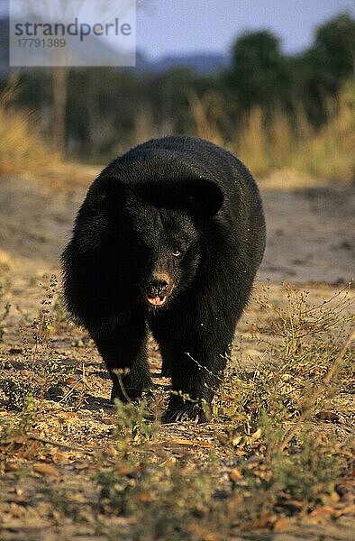 Asiatischer Schwarzbär (Selenarctos thibetanus) erwachsen  wandernd  Kambodscha  in Gefangenschaft  Asien