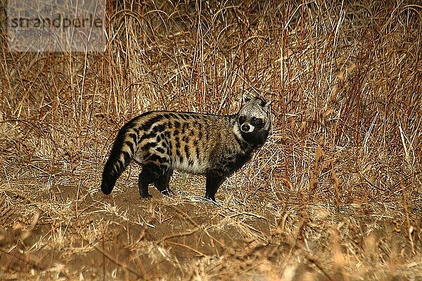 Afrikanische Zibetkatze (Civetticus civetta)  erwachsen  nachts  South Luangwa N. P. Sambia