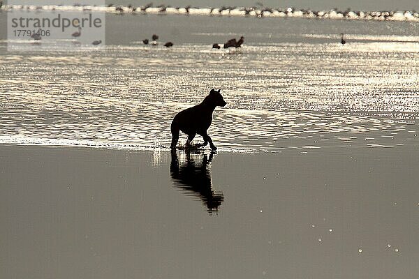 Tüpfelhyäne  Tüpfelhyänen (Crocuta crocuta)  Hyäne  Hyänen  Hundeartige  Raubtiere  Säugetiere  Tiere  Spotted Hyena adult  running in water  Silhouette at sunset  Lake Nakuru  Lake Nakuru N. P. G