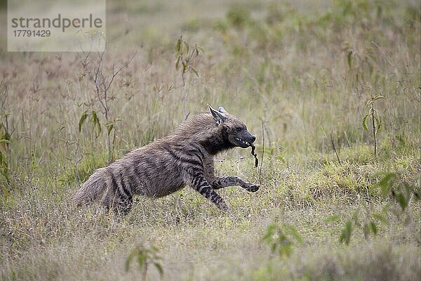 Streifenhyäne  Streifenhyänen (Hyaena hyaena)  Hyäne  Hyänen  Hundeartige  Raubtiere  Säugetiere  Tiere  Striped Hyena adult  running with food in mouth  Lake Nakuru N. P. Great Rift Valley  Kenya