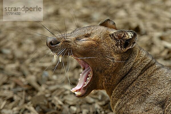 Fossa  Frettkatze  Fossas  Frettkatzen (Cryptoprocta ferox)  endemisch  Raubtiere  Säugetiere  Tiere  Fossa adult yawning  close-up of head