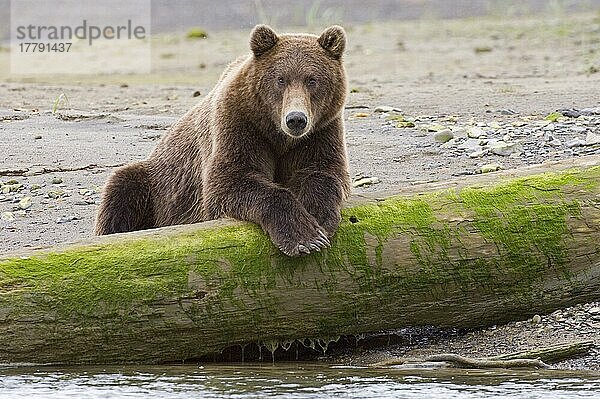 Grizzlybär  Grizzlybären (Ursus arctos horribilis)  Braunbär  Braunbären  Bären  Raubtiere  Säugetiere  Tiere  Grizzly Bear adult  res