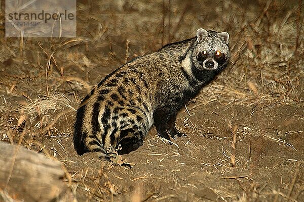 Afrikanische Zibetkatze (Civetticus civetta)  erwachsen  nachts  South Luangwa N. P. Sambia
