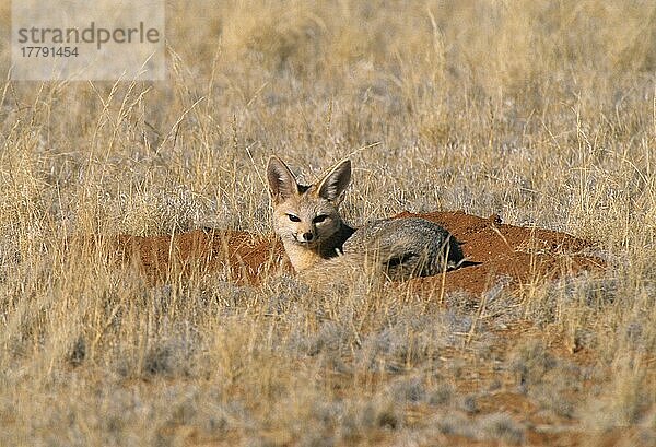 Kapfuchs  Kamafuchs  Silberrückenfuchs  Kapfüchse  Silberrückenfüchse (Vulpes chama)  Kamafüchse  Fuchs  Füchse  Hundeartige  Raubtiere  Säugetiere  Tiere  Cape Fox adult  restin