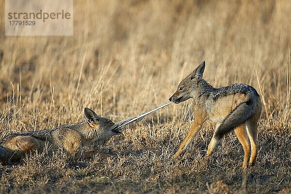 Schabrackenschakal (Canis mesomelas) zwei Jungtiere  die mit Federn Tauziehen spielen  Serengeti N. P. Tansania  Dezember