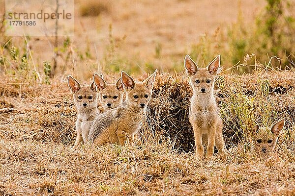 Schabrackenschakal  Schabrackenschakale (Canis mesomelas)  Schakal  Schakale  Hundeartige  Raubtiere  Säugetiere  Tiere  Black-backed Jackal five cubs  at den entrance  Masai Mara  Kenya