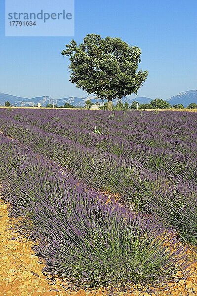 Lavendelfeld  Plateau de Valensole  Alpes-de-Haute-Provence  Provence  Lavendel  Lavendel-Feld  Frankreich  Europa
