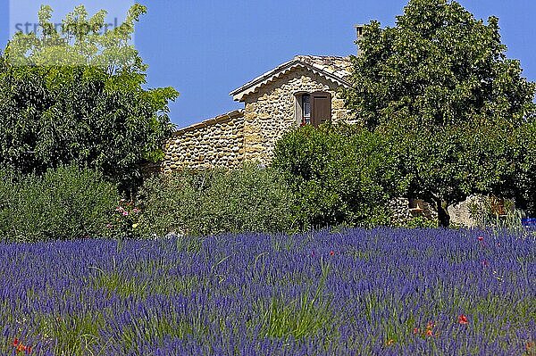 Lavendelfeld  Plateau de Valensole  Alpes-de-Haute-Provence  Provence  Lavendel  Lavendel-Feld  Frankreich  Europa