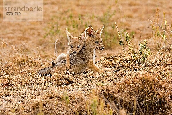 Schabrackenschakal  Schabrackenschakale (Canis mesomelas)  Schakal  Schakale  Hundeartige  Raubtiere  Säugetiere  Tiere  Black-backed Jackal two cubs  playing  Masai Mara  Kenya