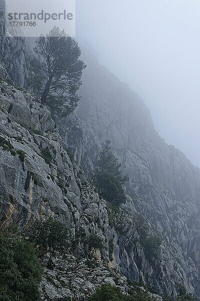 Kiefern (Pinus) im Nebel  Tramuntana-Gebirge  Mallorca  Balearen  Spanien  Europa