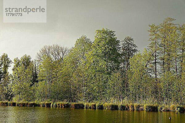 Kleiner See im Naturschutzgebiet Schwalm-Nette  Nettetal  Nordrhein-Westfalen  Deutschland  Europa