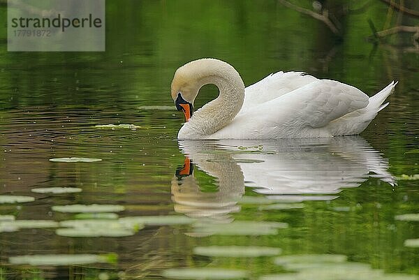 Höckerschwan (Cygnus olor)  De Witt-See  Naturschutzgebiet Schwalm-Nette  Nettetal  Nordrhein-Westfalen  Deutschland  Europa