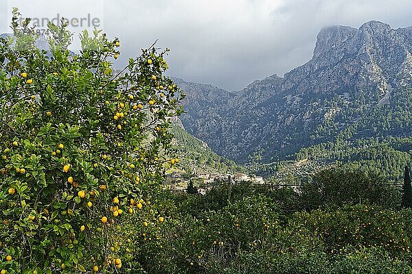 Zitronenbaum (Citrus limon)  Soller  Weg zwischen Fornalutx und Soller  Mallorca  Balearen  Spanien  Europa