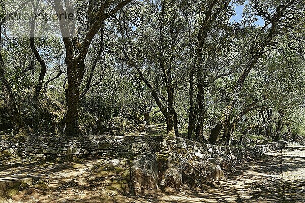 Olivenbäume (Olea europaea)  Valinhos  Kreuzgang  Fatima  Portugal  Europa