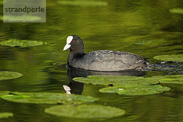 Blässhuhn (Fulica atra)  De Witt-See  Naturschutzgebiet Schwalm-Nette  Nettetal  Nordrhein-Westfalen  Deutschland  Europa