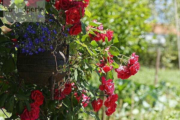 Pflanzkübel mit Rosen (genus Rosa) und Männertreu (Lobelia erinus)  Portugal  Europa