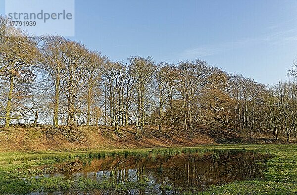 Rotbuchen (Fagus sylvatica) spiegeln sich in Tümpel  Naturschutzgebiet Egelsberg  Krefeld  Nordrhein-Westfalen  Deutschland  Europa