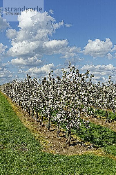 Apfelplantage (Malus)  Kempen  Nordrhein-Westfalen  Deutschland  Europa